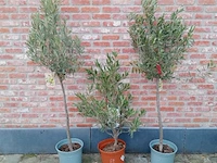 Diverse planten - afbeelding 1 van  1