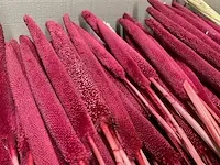 Droogbloemen - afbeelding 5 van  5