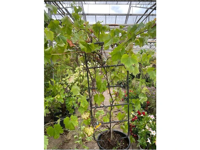 Druivelaars op rek (witte druiven) - afbeelding 1 van  2