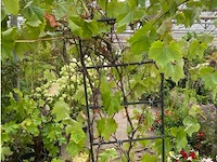 Druivelaars op rek (witte druiven) - afbeelding 1 van  2