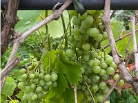 Druivelaars op rek (witte druiven) - afbeelding 2 van  2