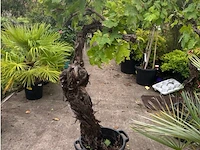 Druivelaars (witte druiven) - afbeelding 1 van  2