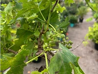 Druivelaars (witte druiven) - afbeelding 2 van  2