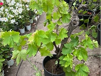 Druivelaars (witte druiven) - afbeelding 1 van  1