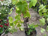 Druivelaars (witte druiven) - afbeelding 1 van  1