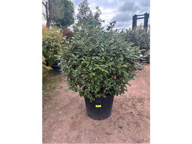 Eleachnus - afbeelding 1 van  2