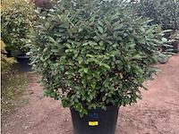 Eleachnus - afbeelding 1 van  2