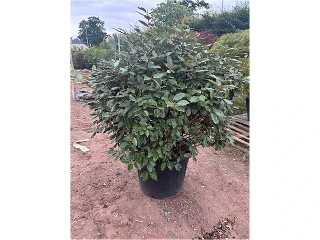 Eleachnus - afbeelding 2 van  2