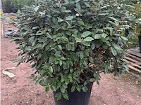 Eleachnus - afbeelding 2 van  2