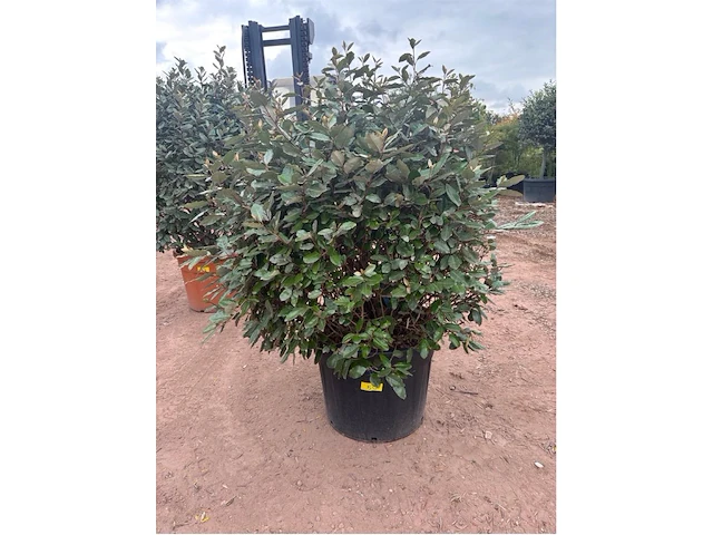 Eleachnus - afbeelding 1 van  2