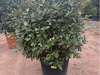 Eleachnus - afbeelding 1 van  2