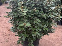 Eleachnus - afbeelding 2 van  2