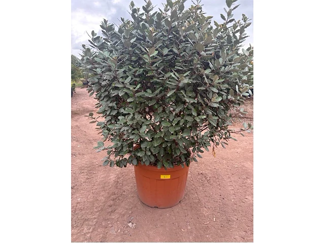 Eleachnus - afbeelding 1 van  2