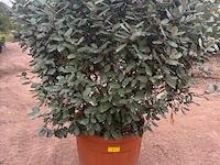 Eleachnus - afbeelding 1 van  2