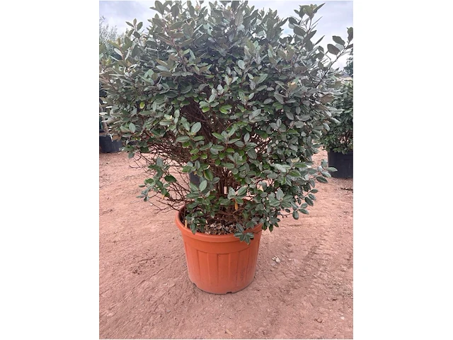 Eleachnus - afbeelding 2 van  2
