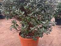 Eleachnus - afbeelding 2 van  2