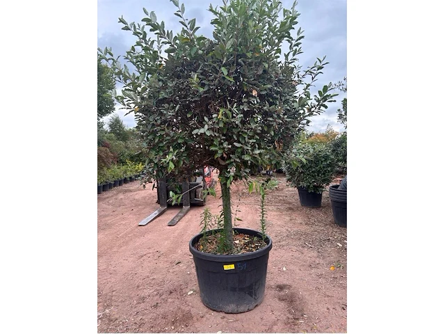 Eleachnus - afbeelding 1 van  2