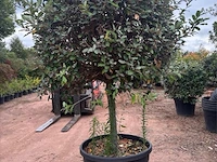 Eleachnus - afbeelding 1 van  2