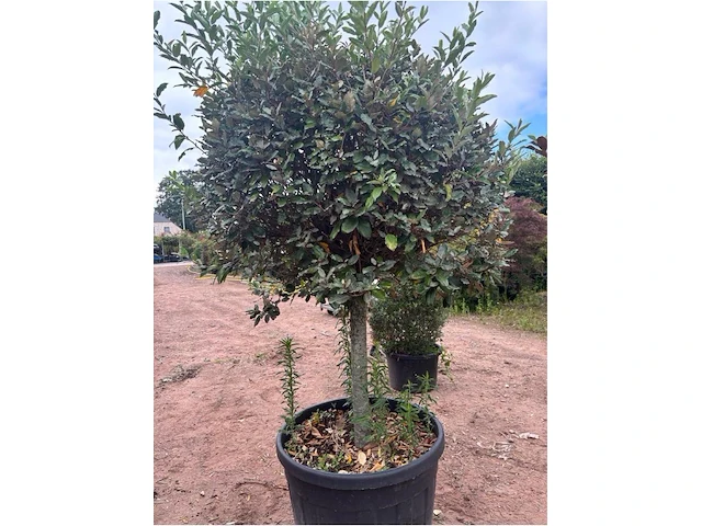 Eleachnus - afbeelding 2 van  2