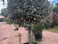 Eleachnus - afbeelding 2 van  2