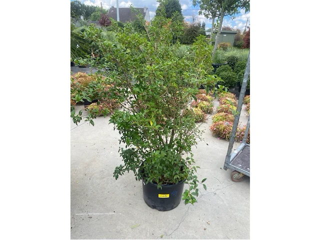 Eleachnus - afbeelding 1 van  2
