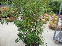 Eleachnus - afbeelding 1 van  2