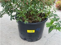 Eleachnus - afbeelding 2 van  2
