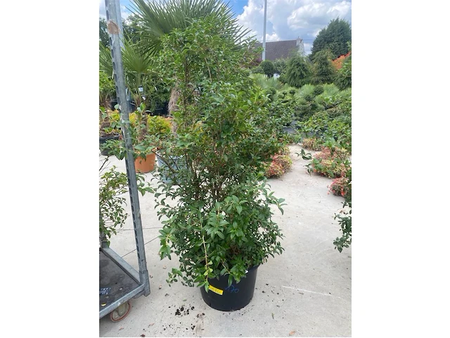 Eleachnus - afbeelding 1 van  2