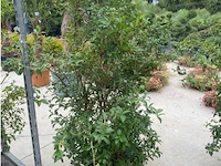 Eleachnus - afbeelding 1 van  2