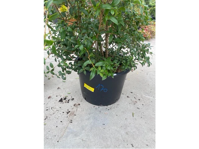Eleachnus - afbeelding 2 van  2