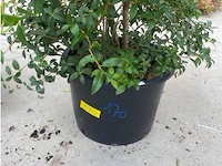 Eleachnus - afbeelding 2 van  2