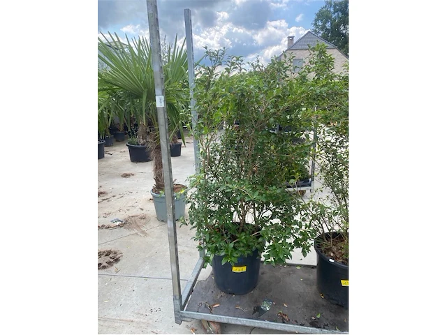 Eleachnus - afbeelding 1 van  2