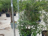 Eleachnus - afbeelding 1 van  2