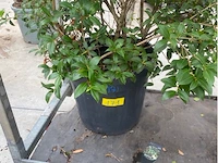 Eleachnus - afbeelding 2 van  2