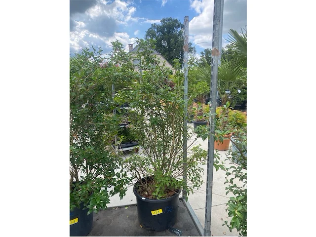 Eleachnus - afbeelding 1 van  2