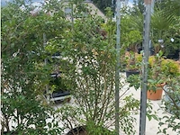 Eleachnus - afbeelding 1 van  2