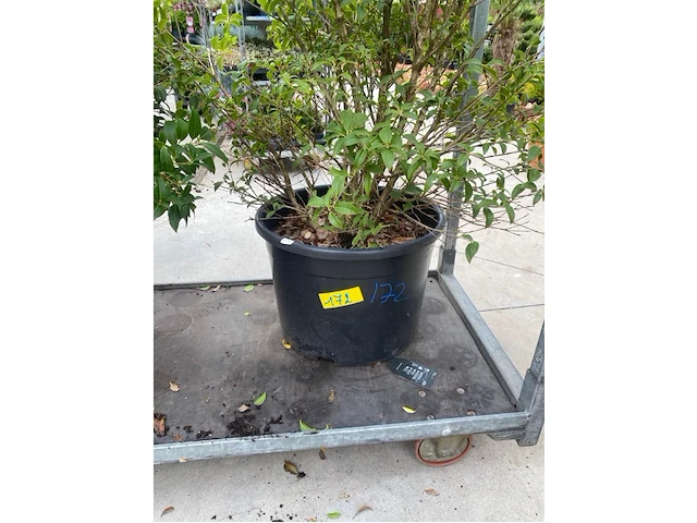 Eleachnus - afbeelding 2 van  2
