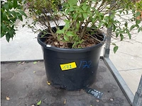 Eleachnus - afbeelding 2 van  2