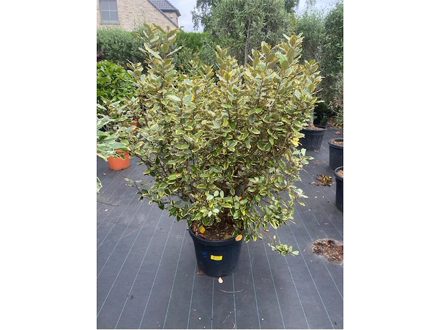 Eleachnus - afbeelding 1 van  1
