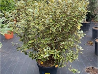 Eleachnus - afbeelding 1 van  1