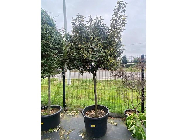 Eleachnus - afbeelding 1 van  1