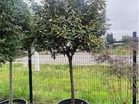 Eleachnus - afbeelding 1 van  1
