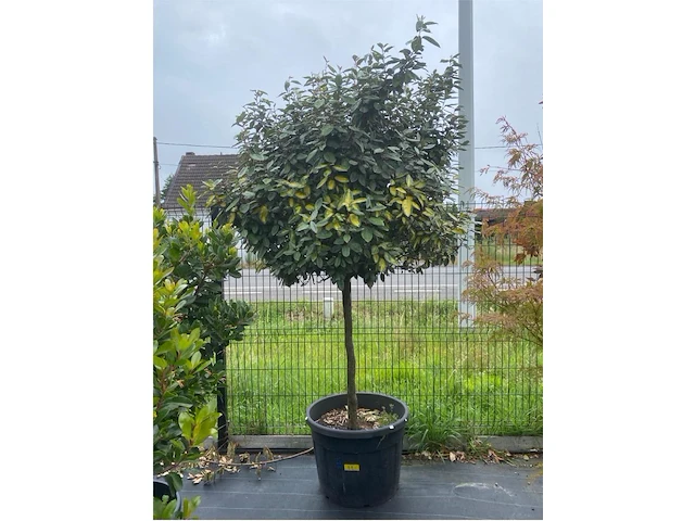 Eleachnus - afbeelding 1 van  3