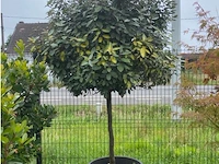 Eleachnus - afbeelding 1 van  3