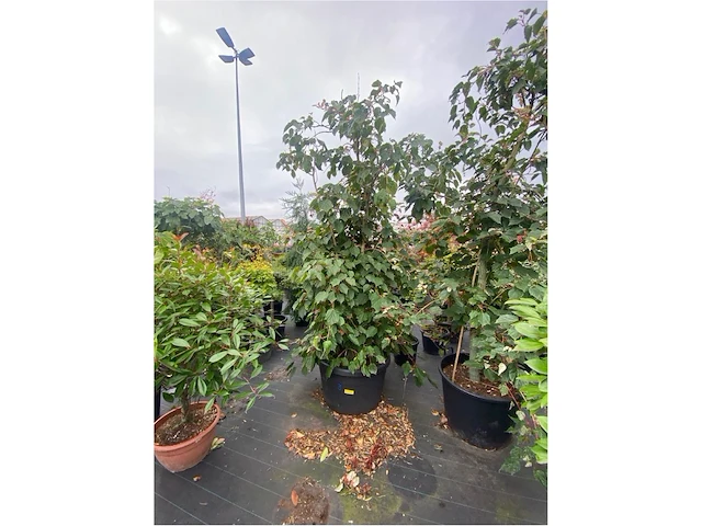 Eleachnus - afbeelding 2 van  3