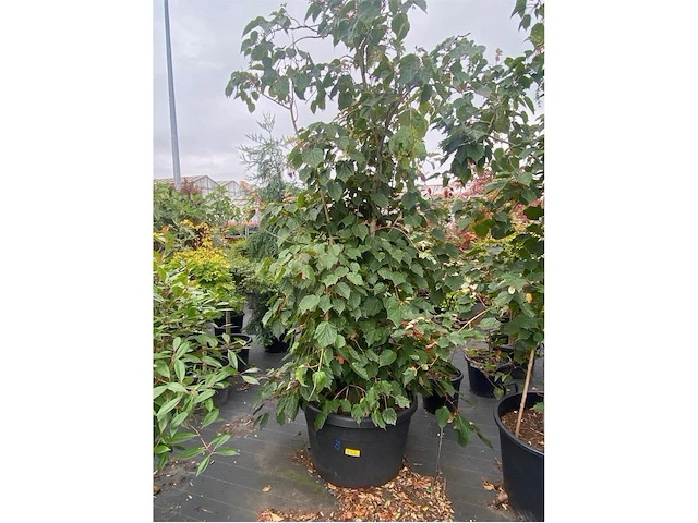 Eleachnus - afbeelding 3 van  3