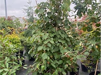 Eleachnus - afbeelding 3 van  3