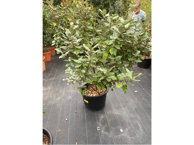 Eleachnus - afbeelding 1 van  1