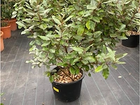 Eleachnus - afbeelding 1 van  1