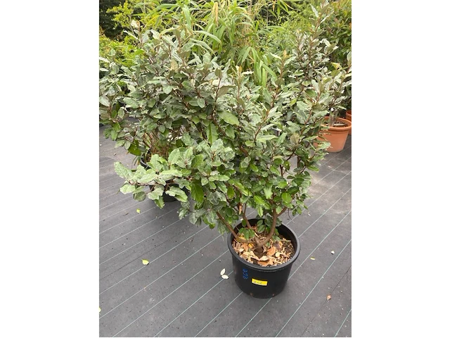 Eleachnus - afbeelding 1 van  1